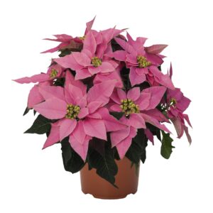 Poinsettia Pink