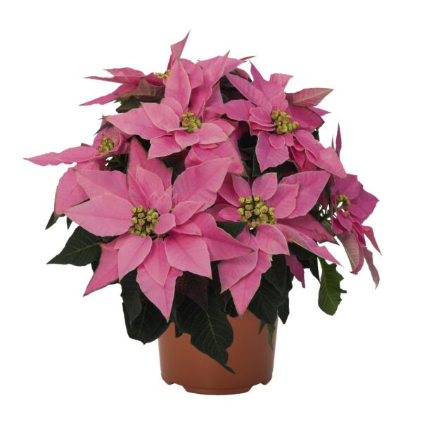 Poinsettia Pink