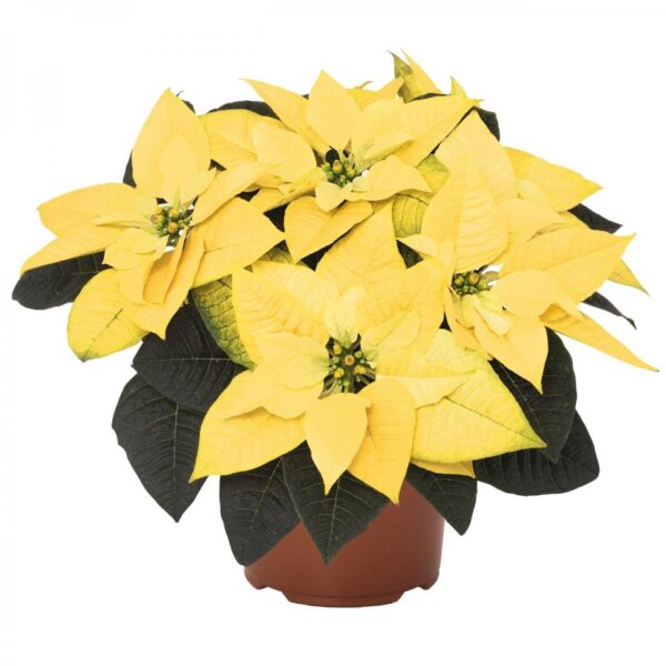 Poinsettia Yellow