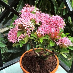 Rangoon Normal Pink