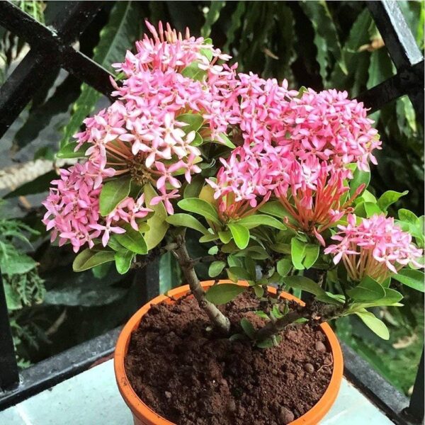 Rangoon Normal Pink