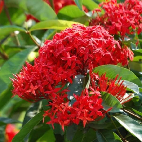 Rangoon Normal Red