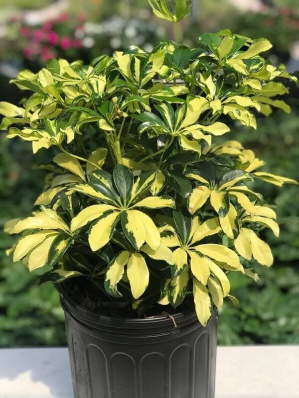 Schefflera Plant - Image 2
