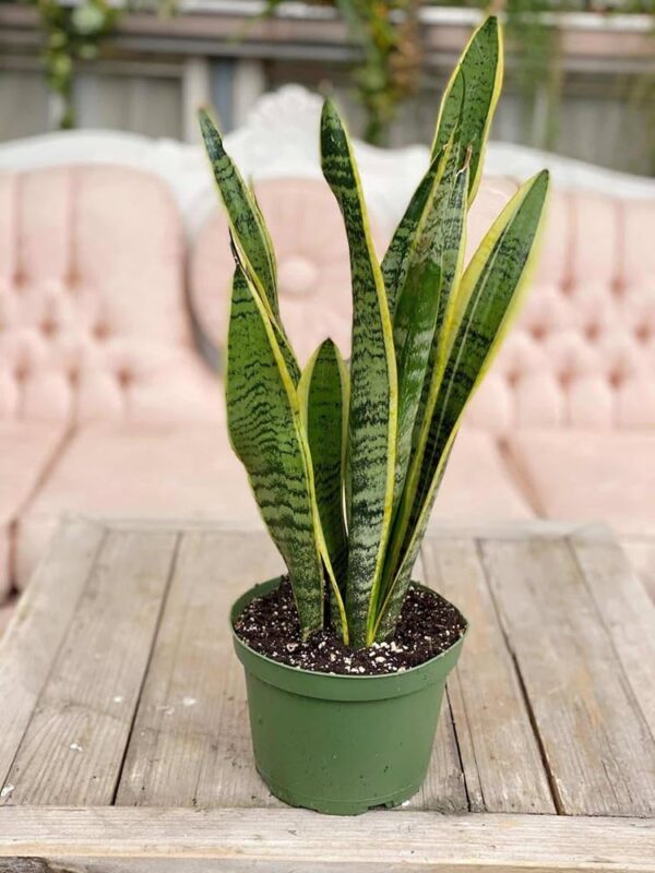 Snake Plant yellow green tall