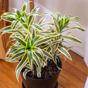 Song of India Plant