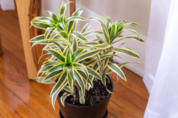 Song of India Plant