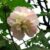 Sthal Padma white