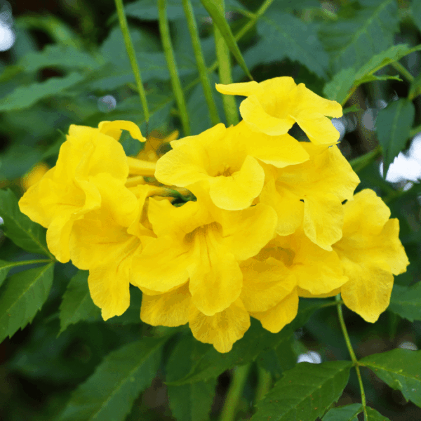 Trumpet Vine Yellow