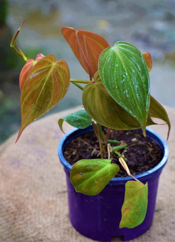 Velvet-Leaf-Money-Plant