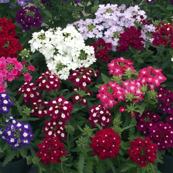 Verbena Mixed
