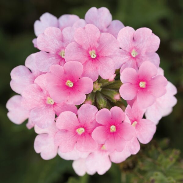 Verbena Pink