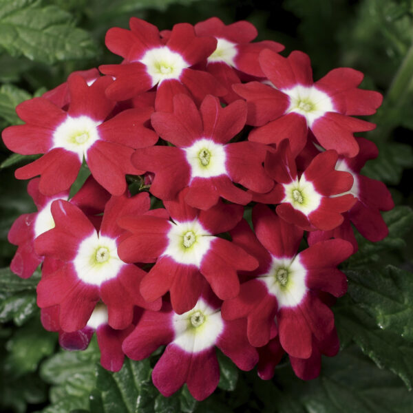 Verbena Red