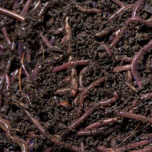Vermi Compost