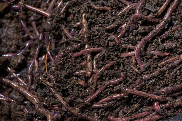 Vermi Compost