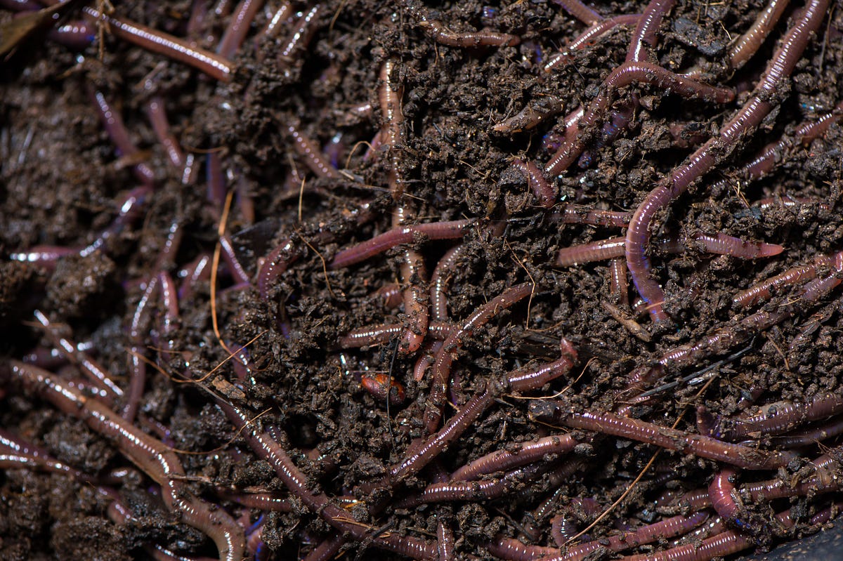 Vermi Compost