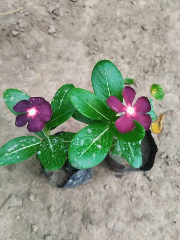 Nayantara Plant - Image 6