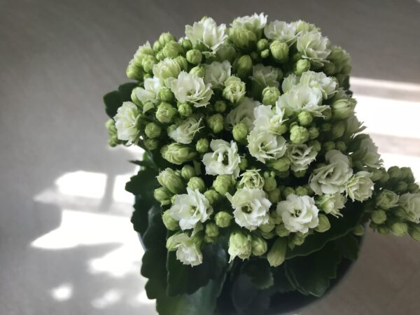 Kalanchoe Plant - Image 3