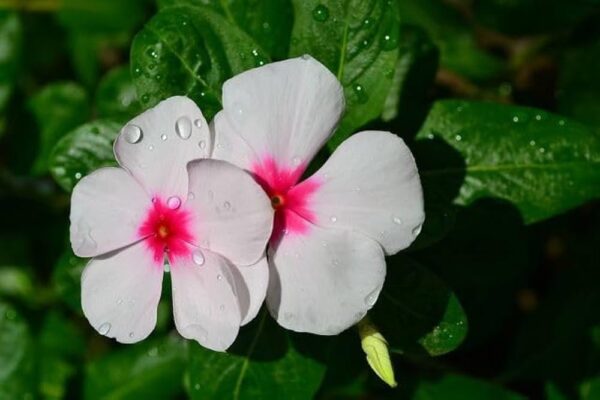 Nayantara Plant - Image 3