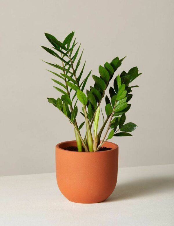 ZZ Plant - Image 2