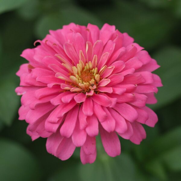 Zinnia Pink