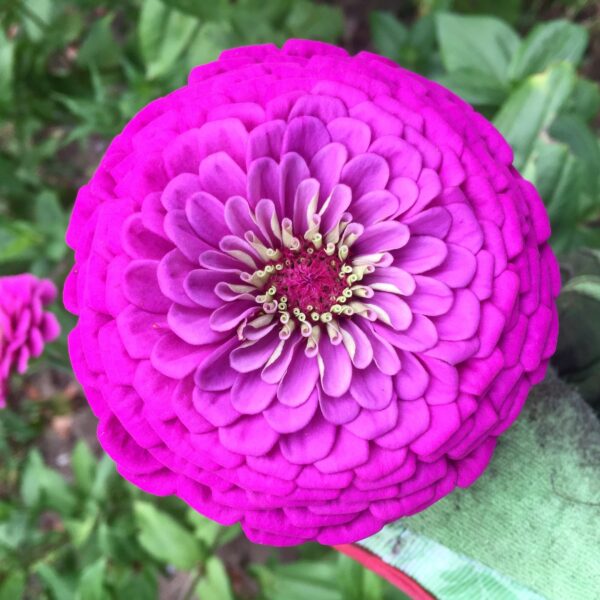 Zinnia Purple