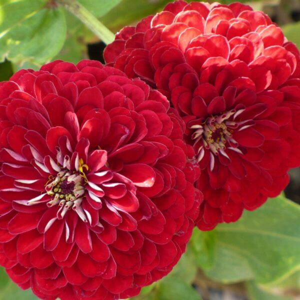 Zinnia Red