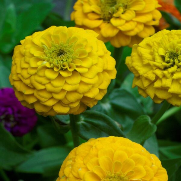 Zinnia Yellow