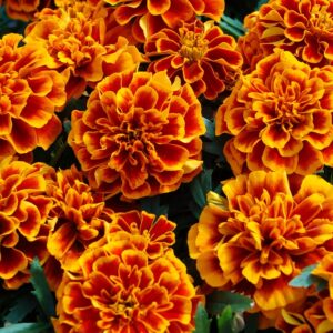 French Marigold