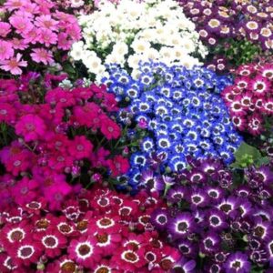 Cineraria Plant