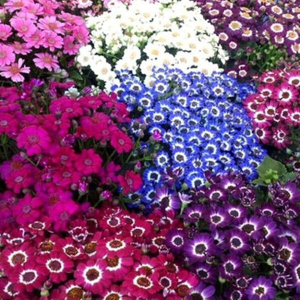 Cineraria Plant