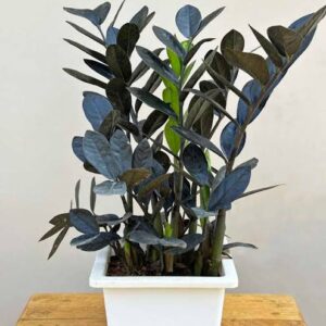 ZZ Plant