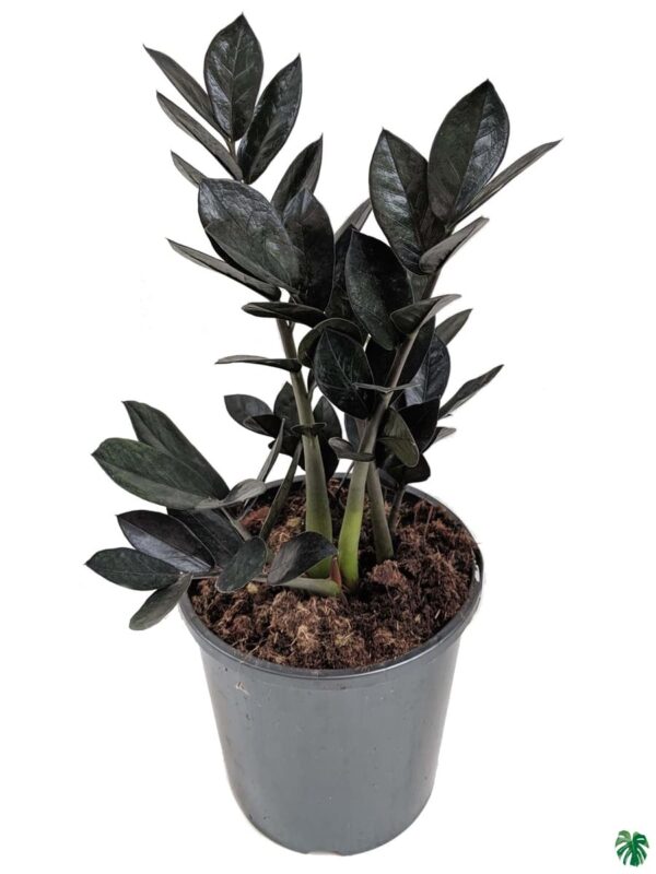 ZZ Plant - Image 4