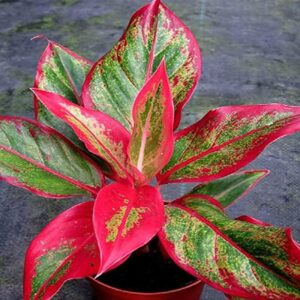 Aglonema Lipstick