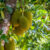 All Time Jackfruit