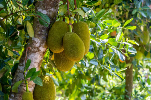 All Time Jackfruit