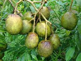 All time thai hog plum