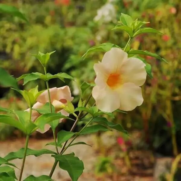 Allamanda light yellow creaper