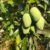 Amrapali Mango