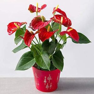Anthurium Red dwarf