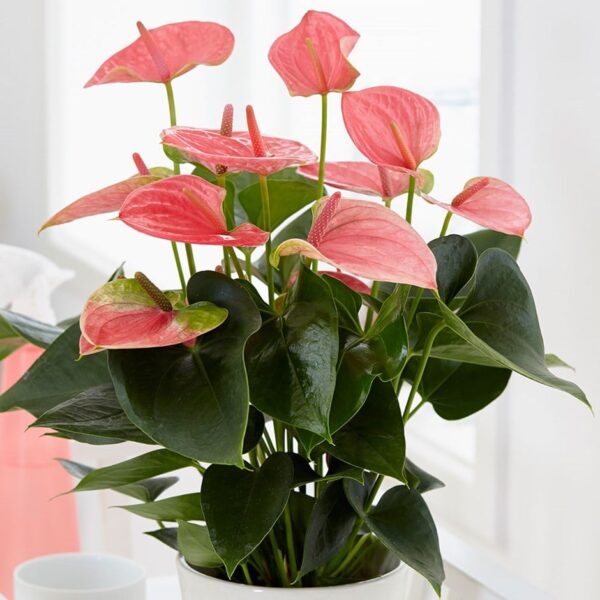 Anthurium pink dwarf