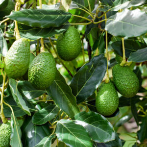 Avocado