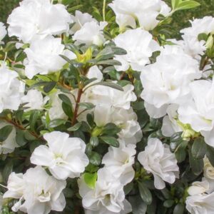 Azalea White