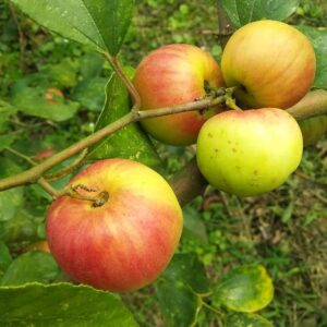 Ball Sundari Apple Ber