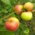 Ball Sundari Apple Ber
