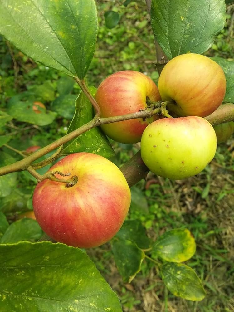 Ball Sundari Apple Ber