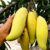 Banana Mango