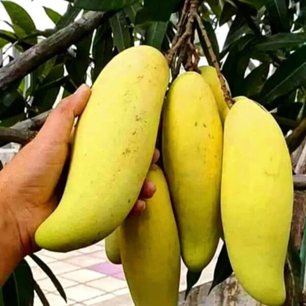 Banana