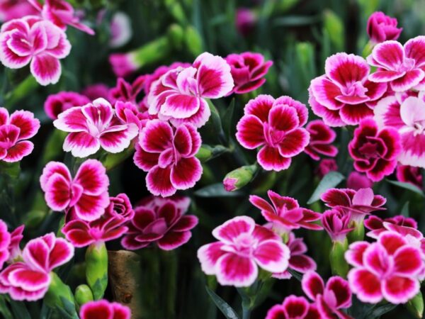 Dianthus Plant - Image 10
