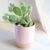 Bunny Ears Cactus