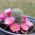 Rebutia minuscula